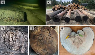 The global potential of log-driven trees for reconstructing forest ecosystems dynamics